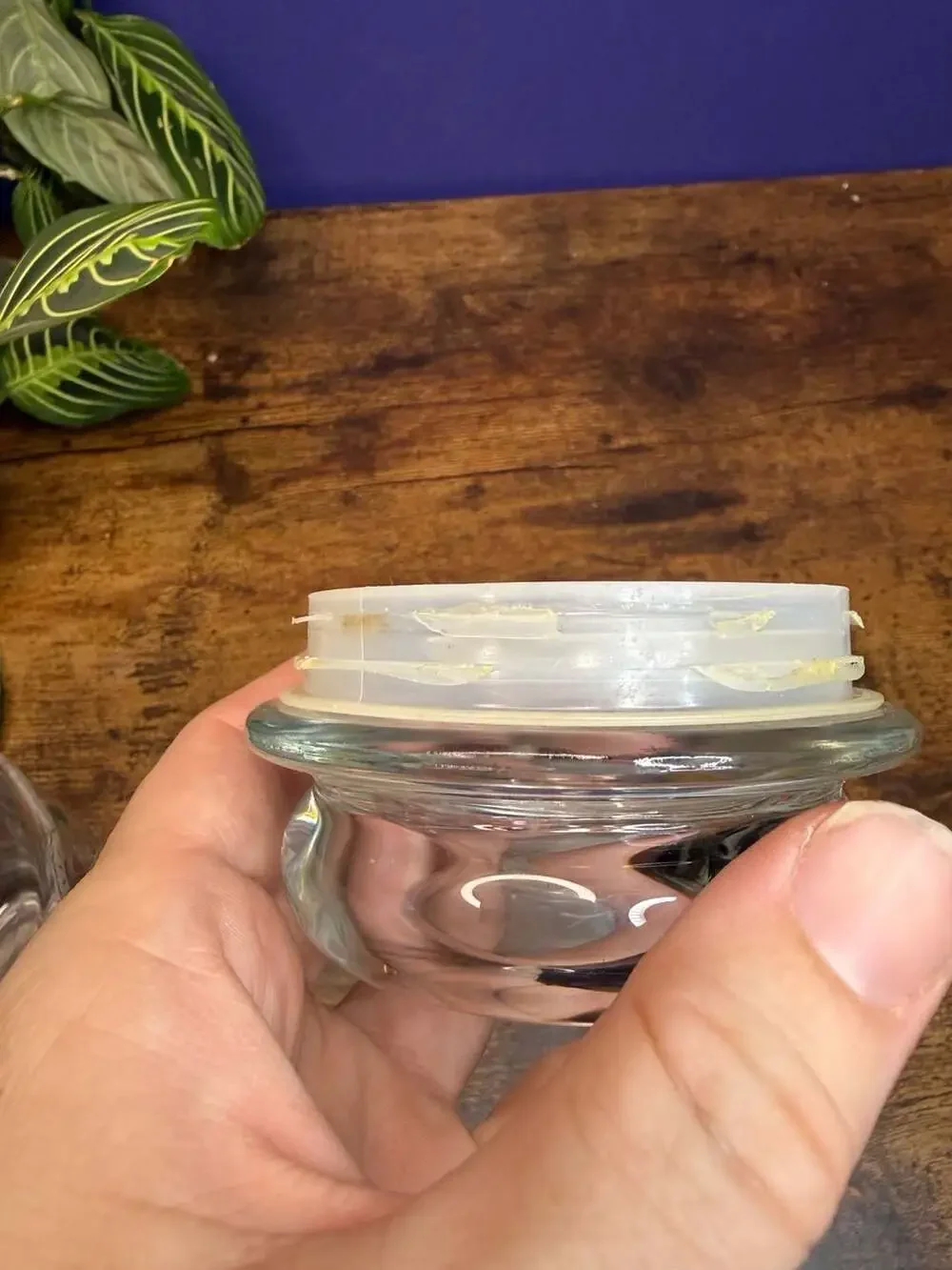 Vintage 1988 CHD Glass Canister Jars with Kitty Cat and Rose Design (Set of 2)